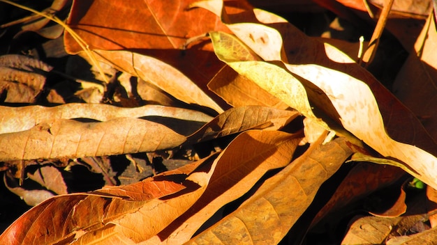 Photo vue rapprochée des feuilles sèches sur le tronc de l'arbre