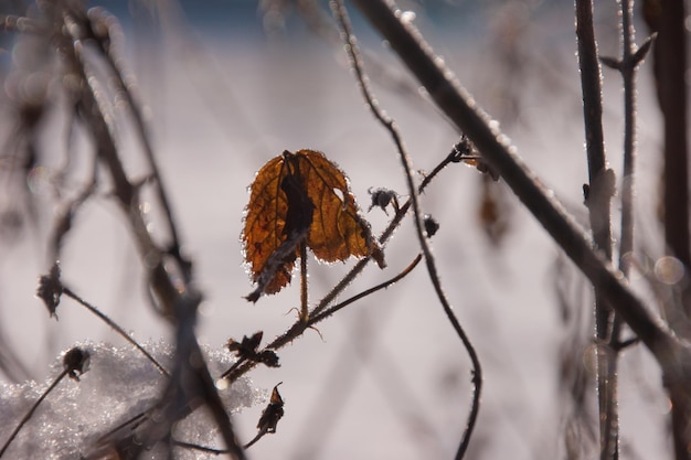 Vue rapprochée des feuilles sèches