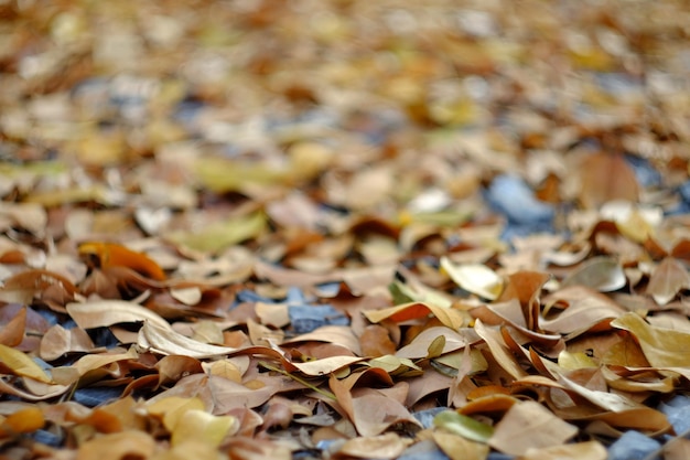 Vue rapprochée des feuilles tombées sur le champ en automne