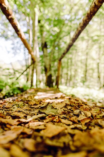 Vue rapprochée des feuilles tombées sur le tronc d'un arbre dans la forêt