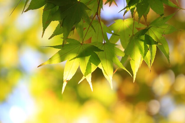 Photo vue rapprochée des feuilles sur le tronc de l'arbre