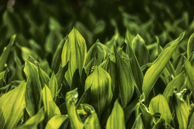 Vue rapprochée de feuilles vertes colorées dans le jardin Deer Lake Park