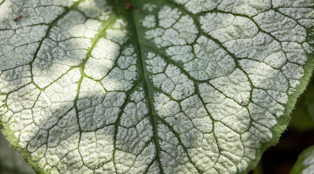 Vue rapprochée de feuilles vertes colorées dans le jardin Deer Lake Park