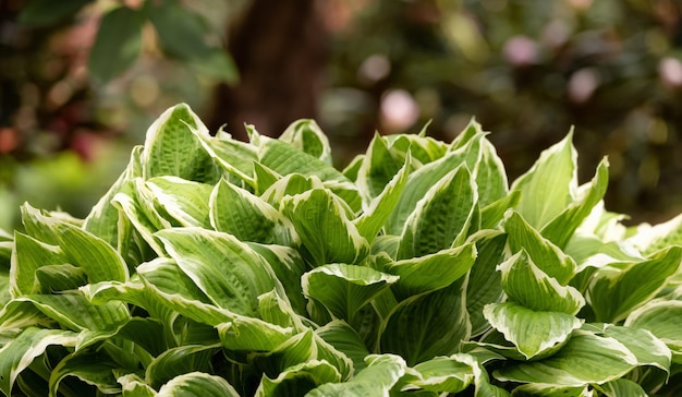 Vue rapprochée des feuilles vertes colorées dans le jardin