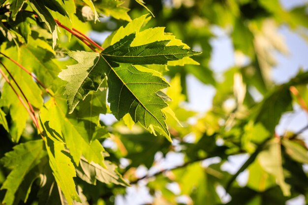 Photo vue rapprochée des feuilles vertes fraîches sur la plante