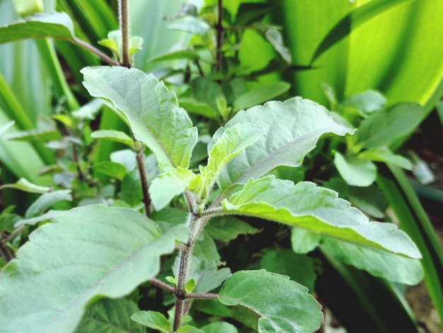 Photo vue rapprochée des feuilles vertes fraîches sur la plante