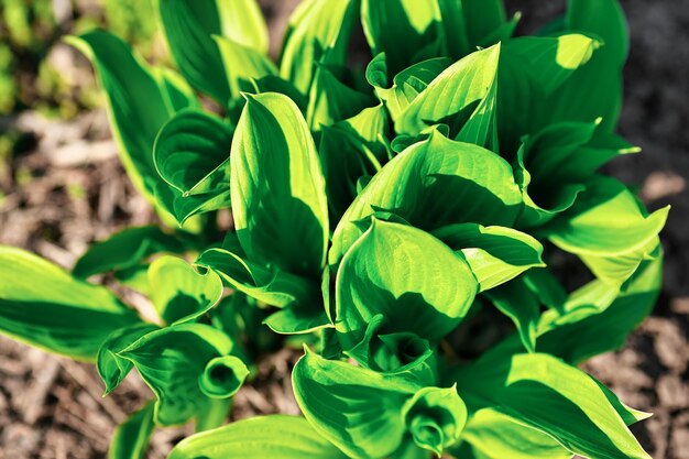 Vue rapprochée des feuilles vertes fraîches sur la plante