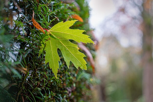 Photo vue rapprochée des feuilles vertes fraîches