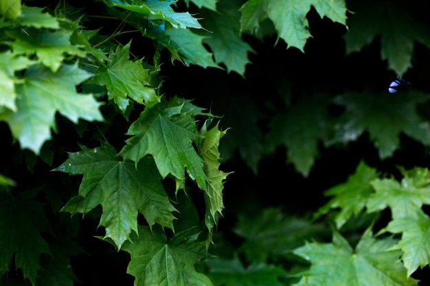 Photo vue rapprochée des feuilles vertes fraîches