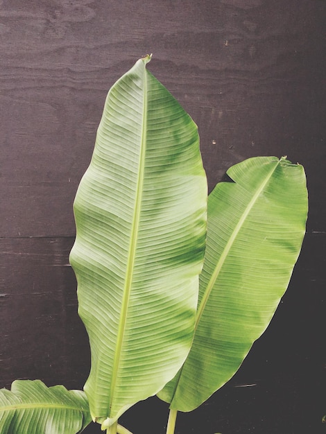 Photo vue rapprochée des feuilles vertes de la plante