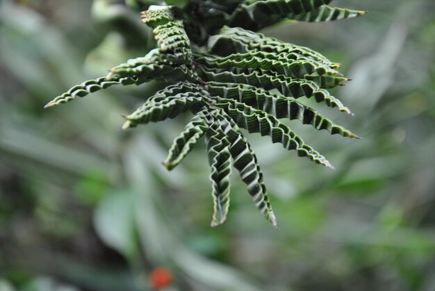 Vue rapprochée des feuilles vertes de la plante