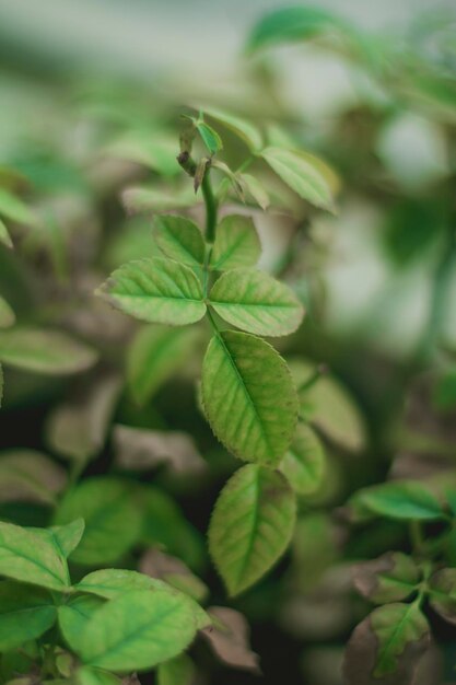 Vue rapprochée des feuilles vertes de la plante