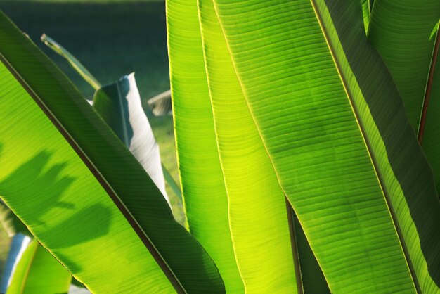 Photo vue rapprochée des feuilles vertes de la plante