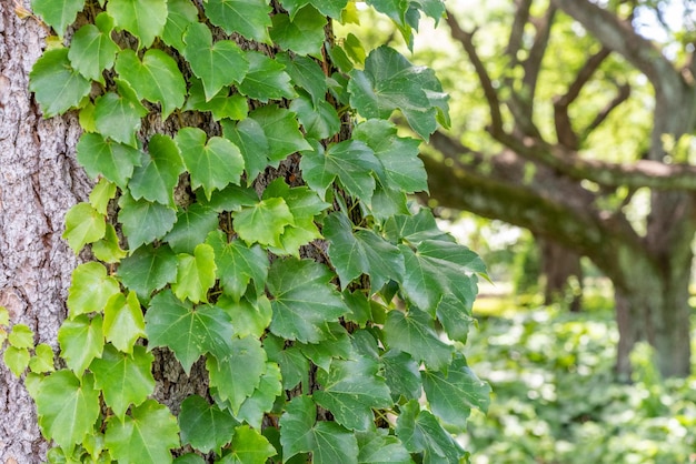 Photo vue rapprochée des feuilles vertes sur le tronc de l'arbre