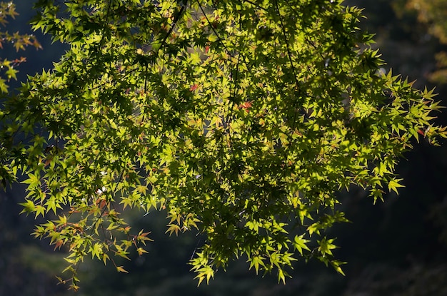 Photo vue rapprochée des feuilles vertes