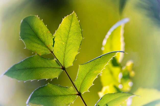 Photo vue rapprochée des feuilles vertes