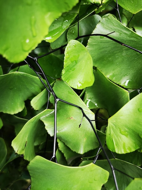Photo vue rapprochée des feuilles vertes