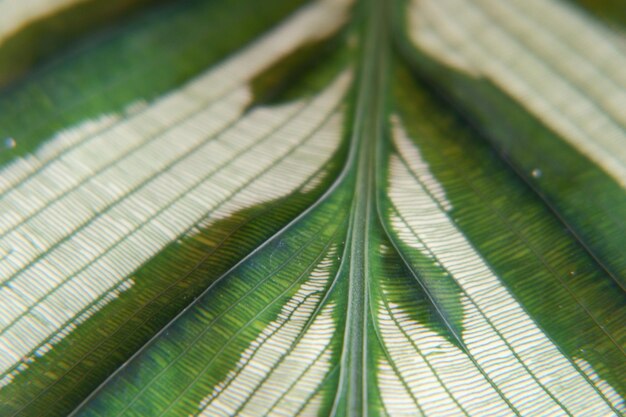 Photo vue rapprochée des feuilles vertes