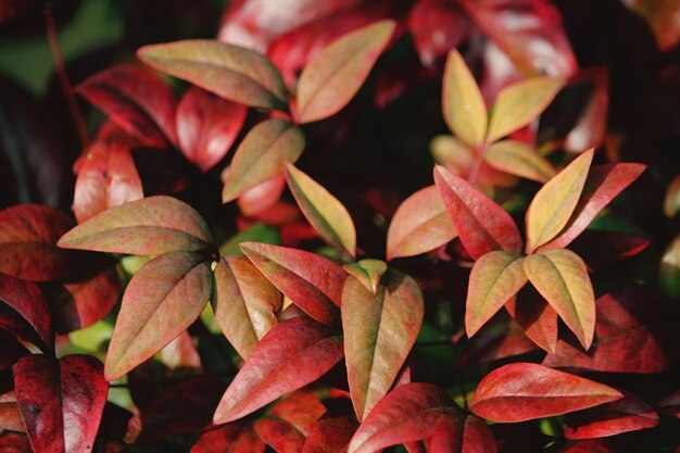 Photo vue rapprochée des feuilles vertes