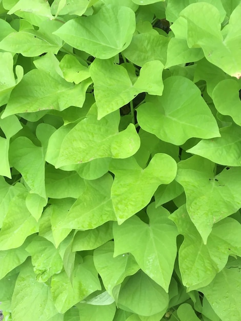 Photo vue rapprochée des feuilles vertes