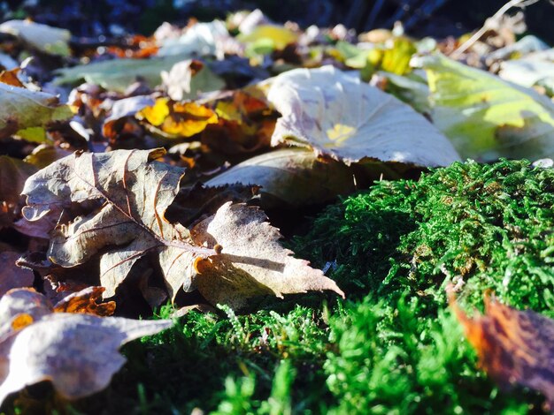 Vue rapprochée des feuilles