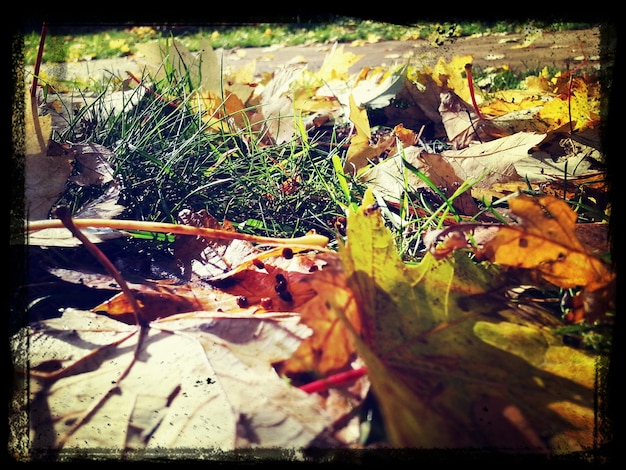 Photo vue rapprochée des feuilles