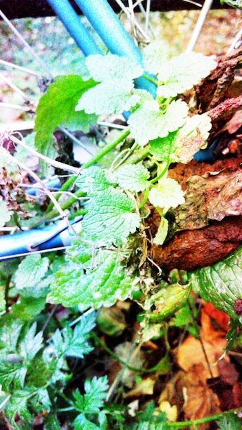 Photo vue rapprochée des feuilles