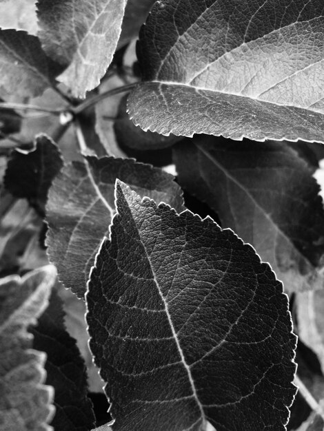 Vue rapprochée des feuilles