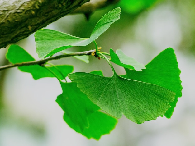 Vue rapprochée des feuilles