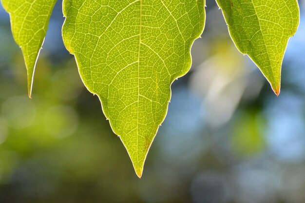 Photo vue rapprochée des feuilles