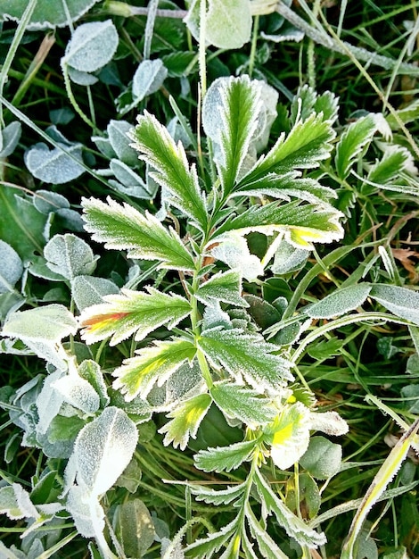 Vue rapprochée des feuilles