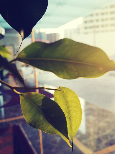 Photo vue rapprochée des feuilles