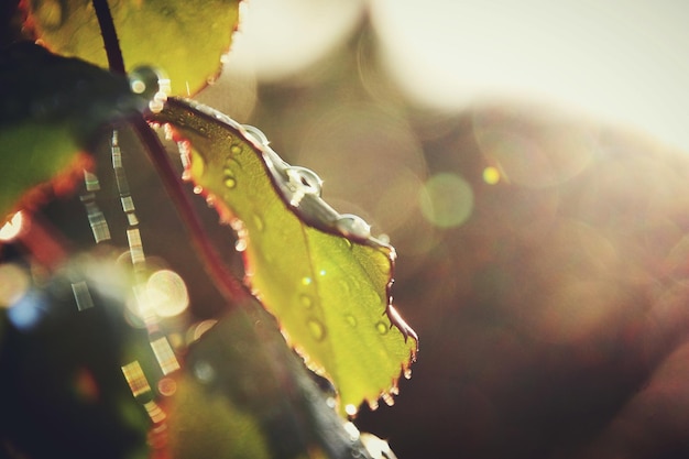 Photo vue rapprochée des feuilles