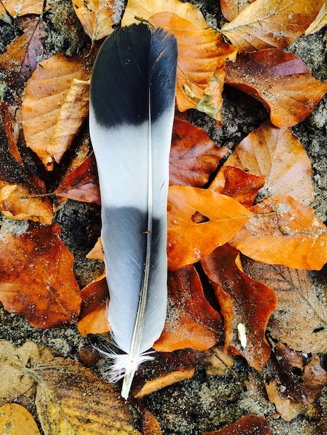 Photo vue rapprochée des feuilles