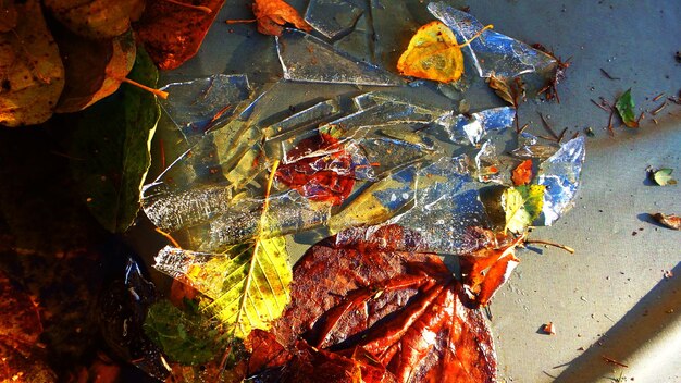 Photo vue rapprochée des feuilles