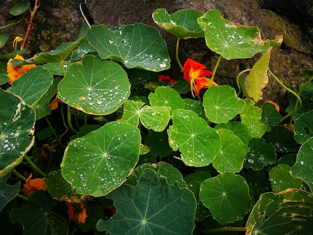 Vue rapprochée des feuilles