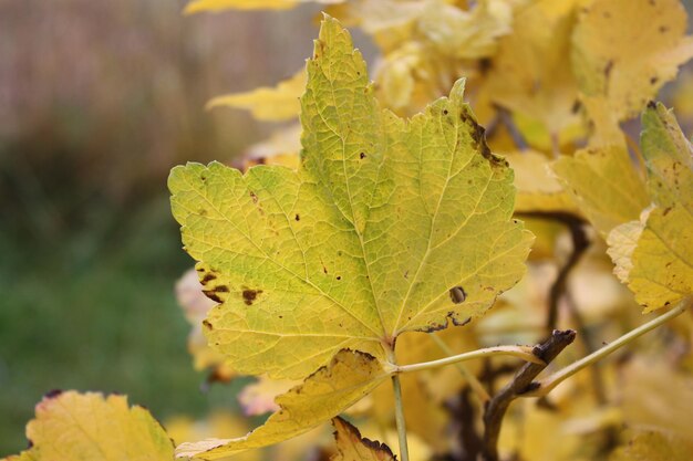 Vue rapprochée des feuilles