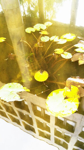 Photo vue rapprochée des feuilles