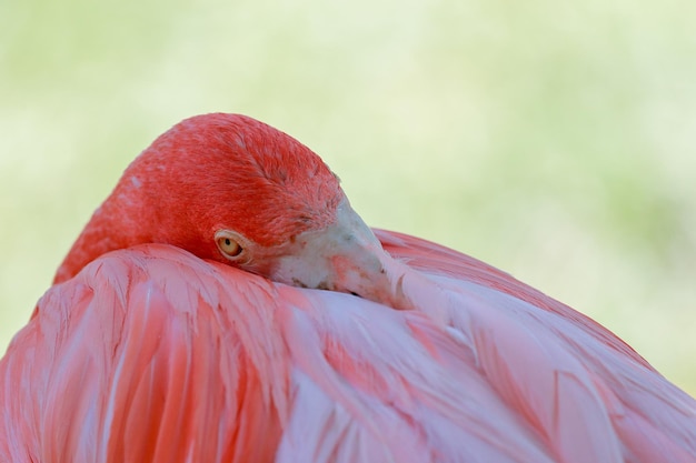 Photo vue rapprochée d'un flamant au repos à l'extérieur