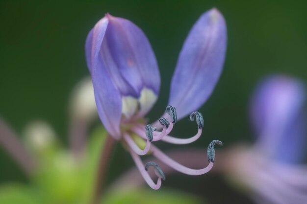 Vue rapprochée de la fleur d'araignée à franges sauvages