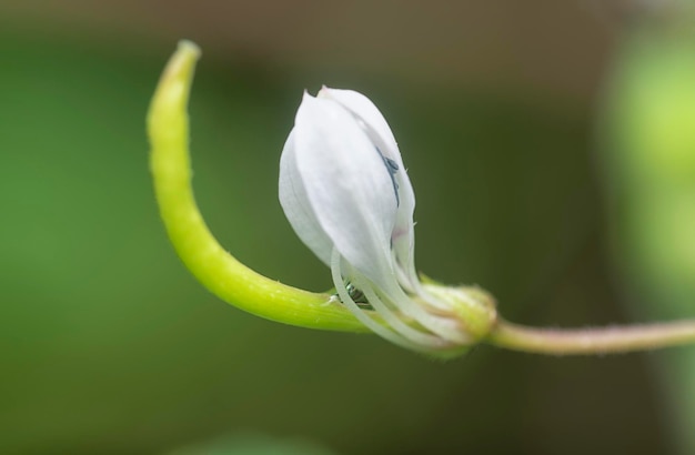 Vue rapprochée de la fleur d'araignée à franges sauvages