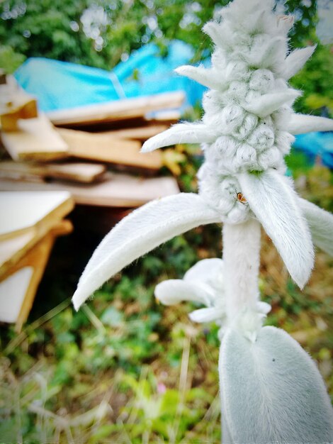 Photo vue rapprochée d'une fleur blanche artificielle