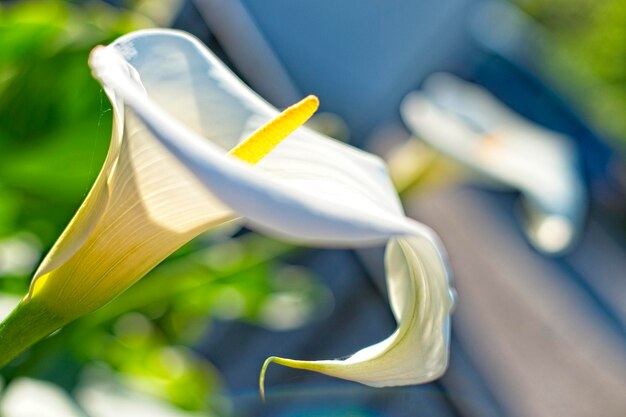 Photo vue rapprochée d'une fleur blanche dans un parc