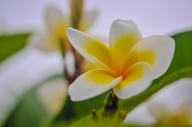 Vue rapprochée de la fleur blanche du frangipani