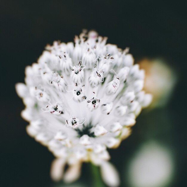 Photo vue rapprochée d'une fleur blanche sur un fond flou