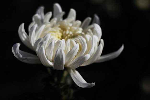 Vue rapprochée d'une fleur blanche sur un fond noir