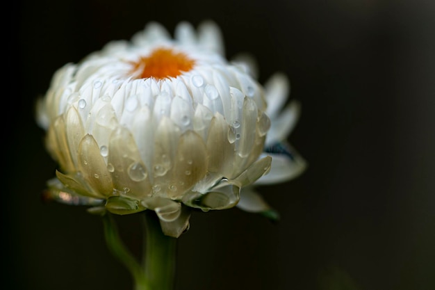 Vue rapprochée d'une fleur blanche et humide