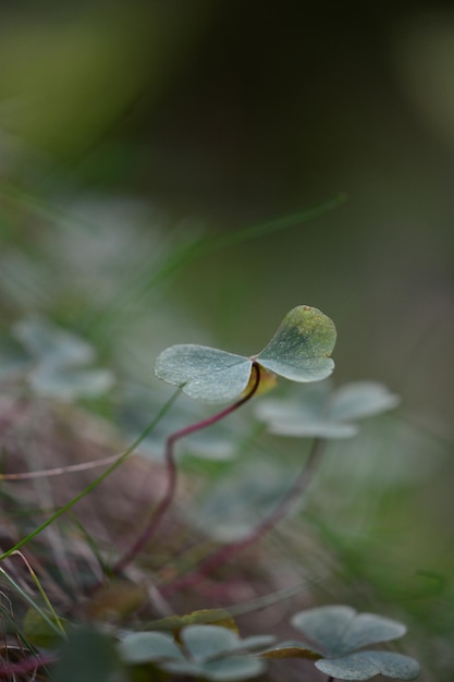 Vue rapprochée de la fleur blanche sur la plante