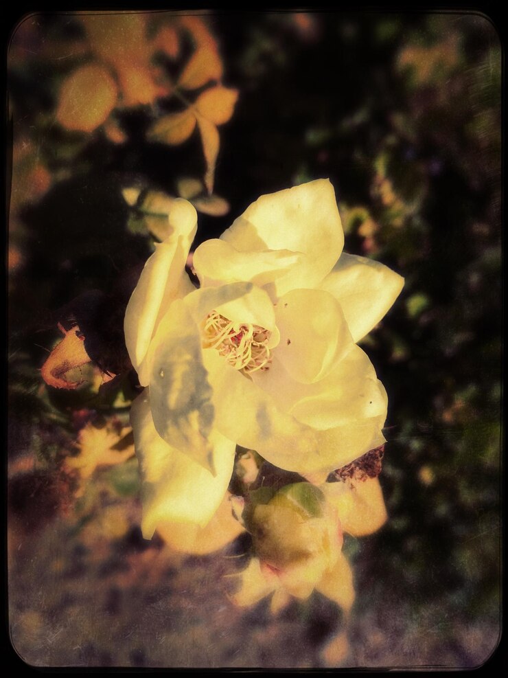 Photo vue rapprochée d'une fleur blanche qui fleurit à l'extérieur