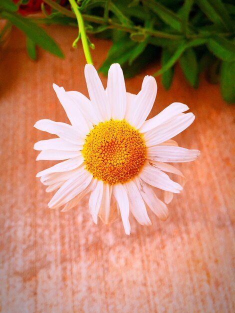 Photo vue rapprochée d'une fleur blanche sous un angle élevé